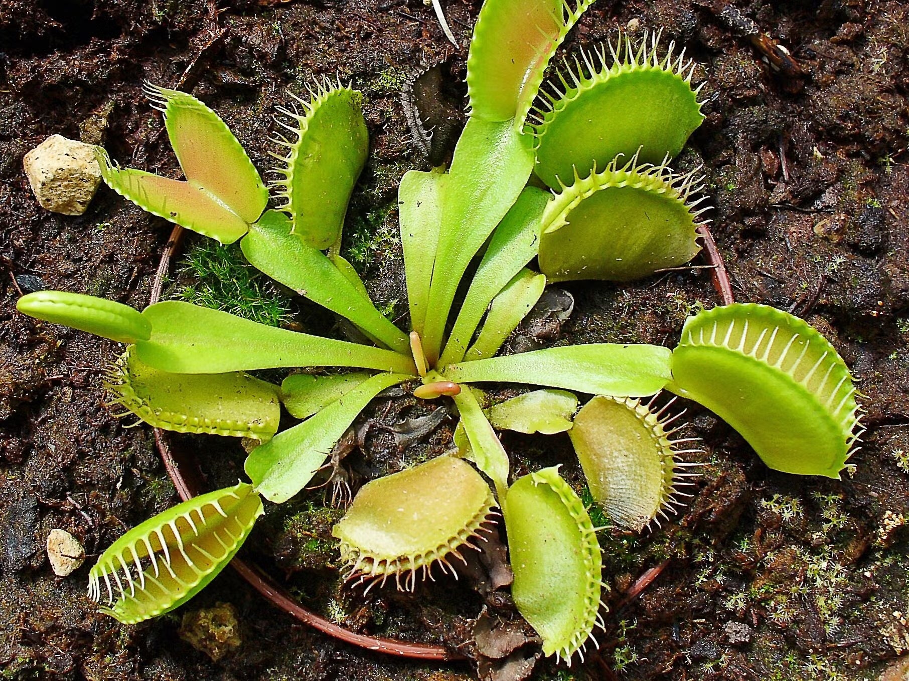 Green Venus Fly Trap Flower seeds for Planting - Wildflower Mix, Heirloom & GMO Free Seeds for Home Garden