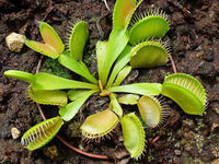 Green Venus Fly Trap Flower seeds for Planting - Wildflower Mix, Heirloom & GMO Free Seeds for Home Garden
