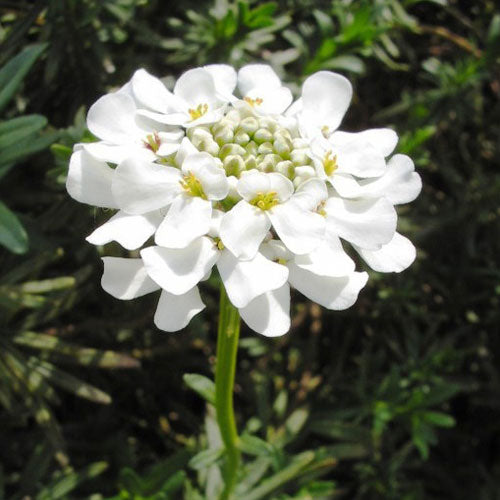 White Candytuf Flower seeds for Planting - Premium Quality, Heirloom & GMO Free Seeds for Home Garden