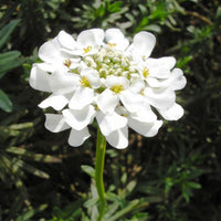 White Candytuf Flower seeds for Planting - Premium Quality, Heirloom & GMO Free Seeds for Home Garden