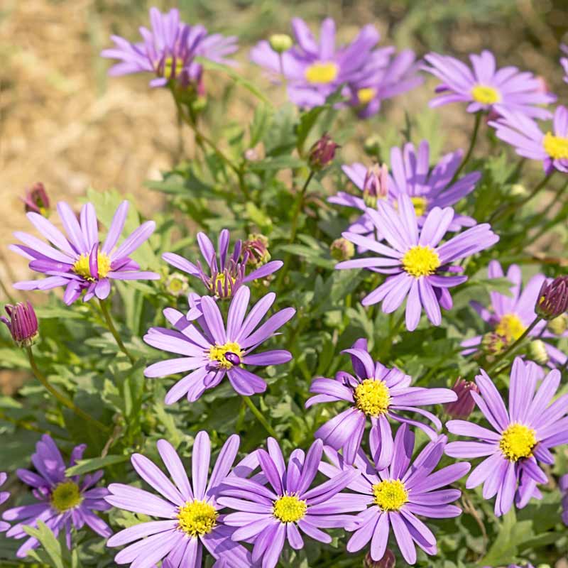 Blue Brachycome Flower Seeds: Essential Planting Guide