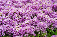 Alyssum Ground Cover Flower seeds for Planting, Easy to Grow Heirloom & GMO Free Seeds for Home Garden
