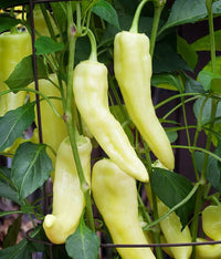 Healthy Sweet Banana Pepper seedlings ready for transplanting