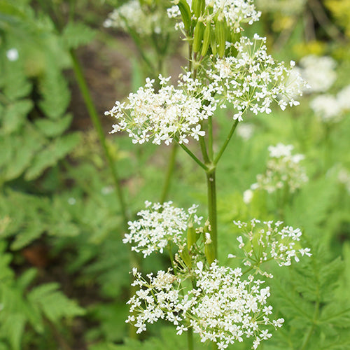 Myrrhis Flower seeds for Planting - Drought Tolerant, Heirloom & GMO Free Seeds for Home Garden