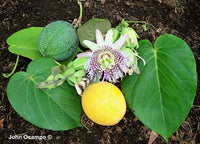 Sweet Granadilla Seeds – Passiflora ligularis Non-GMO Yellow Passionfruit Vine