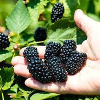 Step-by-Step Guide for Planting Sweet Harvest Berry Seeds in Your Garden