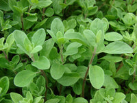 Sweet Marjoram seedlings showing fine green foliage