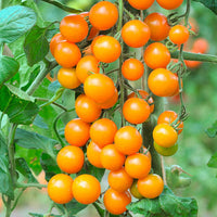 Sweet Orange tomato seeds suitable for container gardening and raised beds