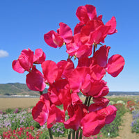 Sweet Pea Flower Seeds Planting Red