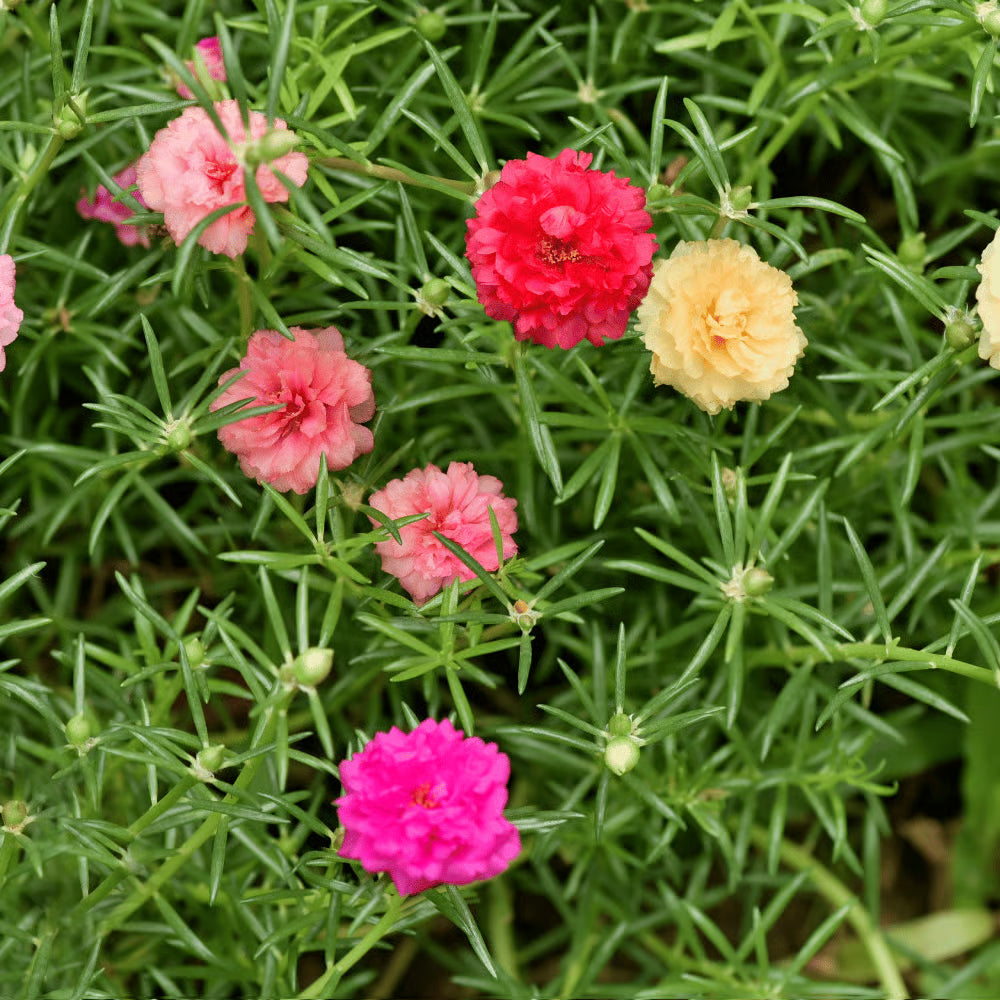White Pink Moss Rose Flower seeds for Planting - Perfect for Borders, Heirloom & GMO Free Seeds for Home Garden
 
 Sale