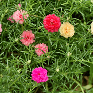 Moss Rose Portulaca Flower seeds for Planting - Long Bloom Season, Heirloom & GMO Free Seeds for Home Garden