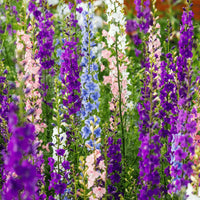 Forking Larkspur King Salmon Seeds for Beautiful, Tall Flowers in Your Garden
