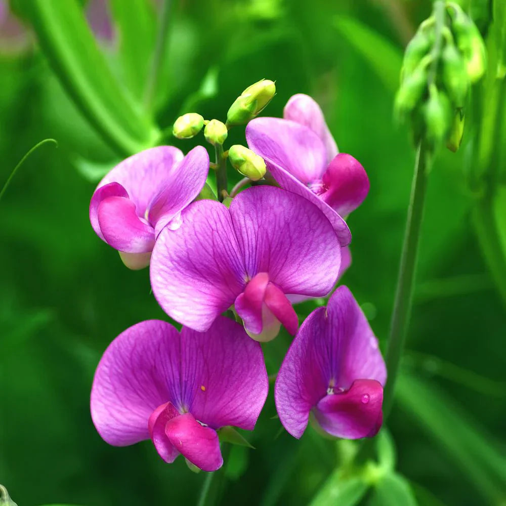 Sweet Pea White Flower Seeds for Planting