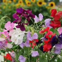 Heirloom Peas Flower seeds for Planting Vibrant Colors Heirloom & GMO Free Seeds for Home Garden