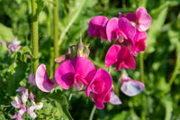 Heirloom Sweet Pea Flower seeds for Planting Cottage Garden Essential Heirloom & GMO Free Seeds for Home Garden