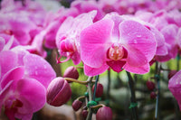 Violet Hydroponic Orchid Flower seeds for Planting - Bright Blooms, Heirloom & GMO Free Seeds for Home Garden