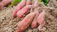 Sweet potato seeds sprouting young plants