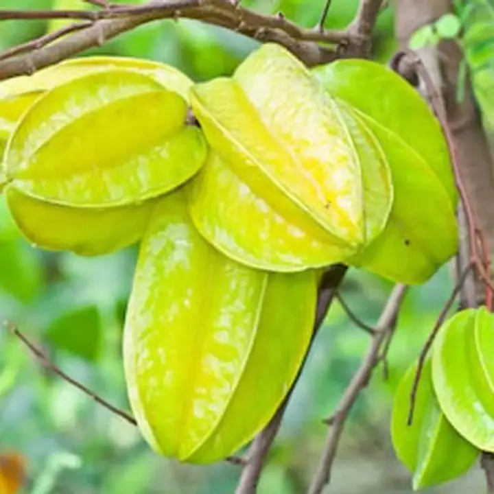 Yellow Carambola Seeds for Planting – Tropical Fruit Delight