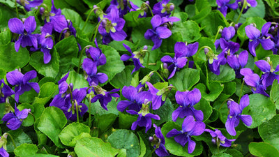 100 Pcs
