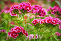 Dianthus Barbatus Flower seeds for Planting Low Maintenance Heirloom & GMO Free Seeds for Home Garden