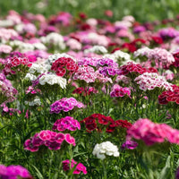 Pink White Dianthus Barbatus Flower seeds for Planting Vibrant Colors Heirloom & GMO Free Seeds for Home Garden 
 
 Sale