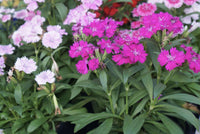 Dianthus Seeds  Grow Vibrant Flowers in Your Garden