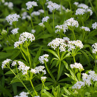 Sweet Woodruff Flower seeds for Planting Low Maintenance Heirloom & GMO Free Seeds for Home Garden