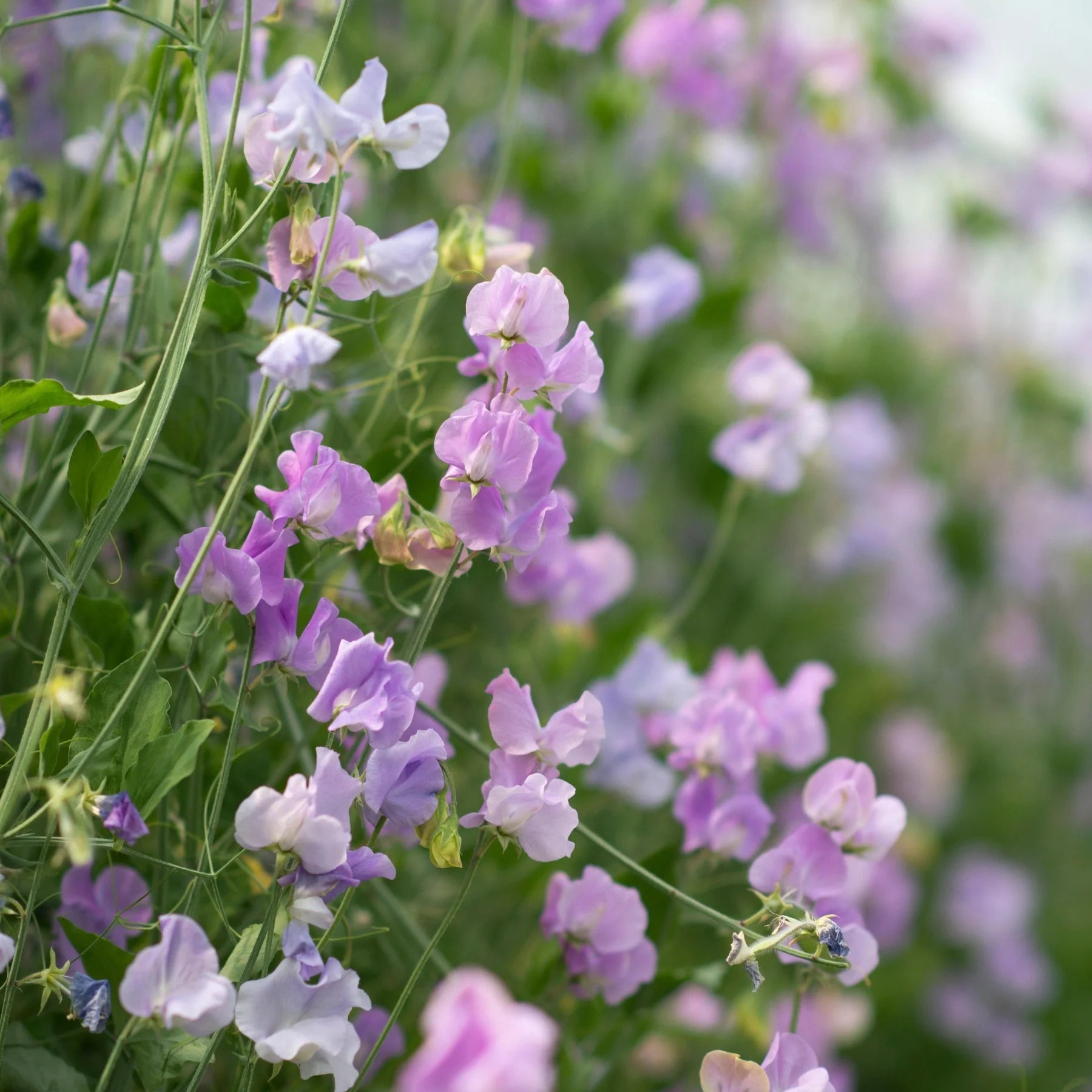 Lavender Sweet Pea Flower Seeds for Planting Wildflower Mix Heirloom & GMO Free Seeds for Home Garden
 
 Sale