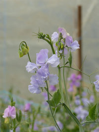 Light Blue Sweet Pea Flower seeds for Planting Compact Growth Heirloom & GMO Free Seeds for Home Garden