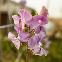 Lavender Sweet Pea Flower seeds for Planting Versatile Use Heirloom & GMO Free Seeds For Home Garden 
 
 Sale