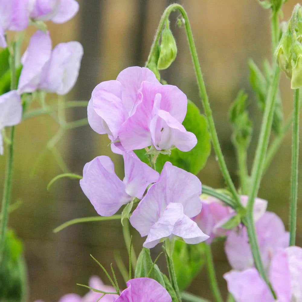 Lavender Sweet Pea Flower seeds for Planting Versatile Use Heirloom & GMO Free Seeds For Home Garden 
 
 Sale
