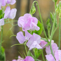 Lavender Sweet Pea Flower seeds for Planting Versatile Use Heirloom & GMO Free Seeds For Home Garden 
 
 Sale