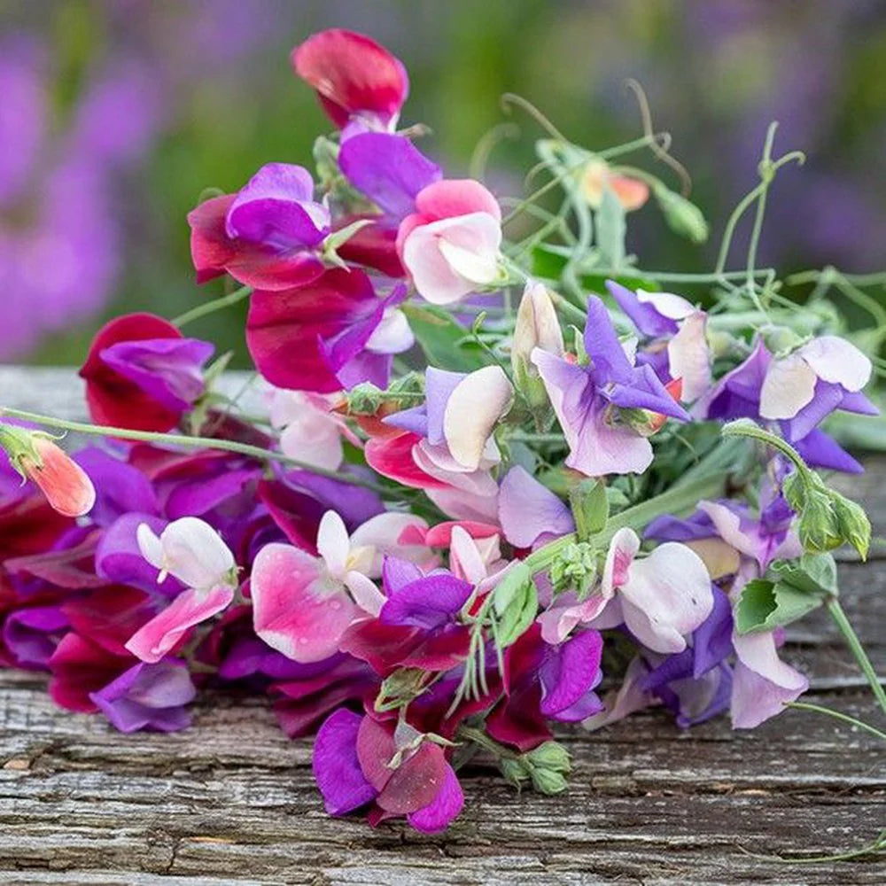 Bijou Flower seeds for Planting - Garden Favorite, Heirloom & GMO Free Seeds for Home Garden