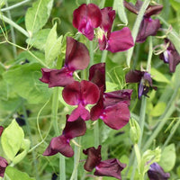 Sweet Pea Winter Elegance Burgundy – Elegant Climbing Flower Seeds