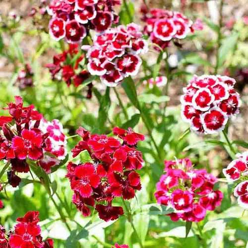 Mixed Williams Flower seeds for Planting - Vibrant Colors, Heirloom & GMO Free Seeds for Home Garden