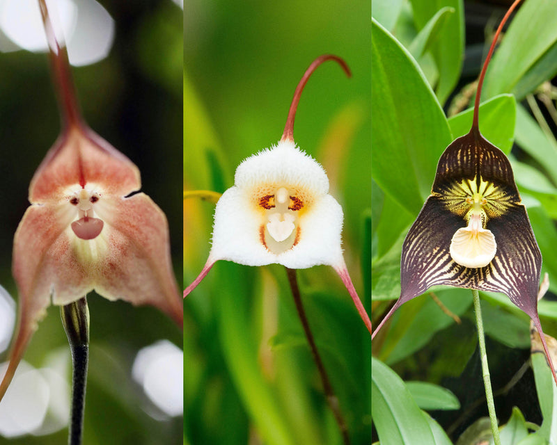 Monkey Orchid Flower seeds for Planting Drought Tolerant Heirloom & GMO Free Seeds for Home Garden