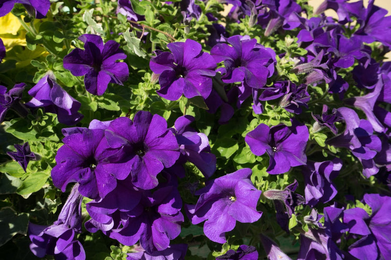 Violet Petunia Flower seeds for Planting - Cut Flower Favorite, Heirloom & GMO Free Seeds for Home Garden