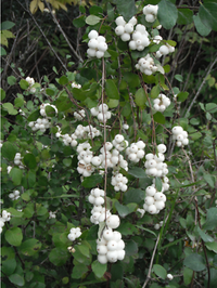 Symphoricarpos mollis groundcover shrub in garden