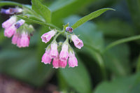 Pink Symphytum Flower seeds for Planting - Vibrant Colors, Heirloom & GMO Free Seeds for Home Garden