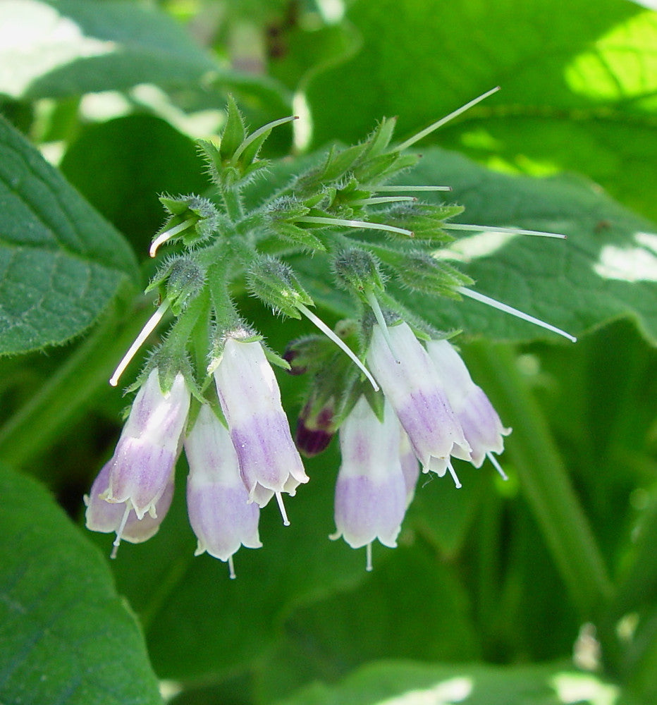 Symphytum Flower seeds for Planting Colorful Display Heirloom & GMO Free Seeds for Home Garden 
 
 Sale