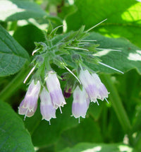 Symphytum Flower seeds for Planting Colorful Display Heirloom & GMO Free Seeds for Home Garden 
 
 Sale