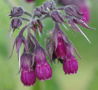 Symphytum officinale grown from seeds in moist garden border