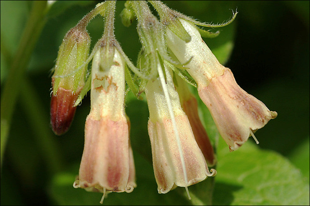 Symphytum Flower seeds for Planting Colorful Display Heirloom & GMO Free Seeds for Home Garden 
 
 Sale