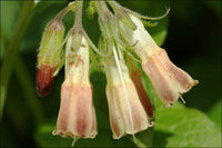 Symphytum Flower seeds for Planting Colorful Display Heirloom & GMO Free Seeds for Home Garden 
 
 Sale