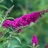 Pink Miss Ruby Flower seeds for Planting - Seasonal Bloomer, Heirloom & GMO Free Seeds for Home Garden