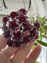 Green Black Carnosa Flower seeds for Planting Pollinator Friendly Heirloom & GMO Free Seeds for Home Garden