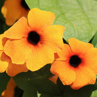 Heirloom Thunbergia Flower seeds for Planting Seasonal Bloomer Heirloom & GMO Free Seeds for Home Garden