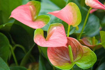 Green Pink Anthurium Andraeanum Flower Seeds Flower seeds for Planting Long Bloom Season Heirloom & GMO Free Seeds for Home Garden