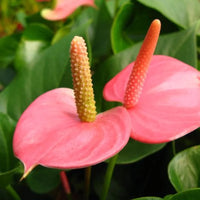 Pink Andraeanu Flower Seeds for Planting  Vibrant Blooms for Your Garden
