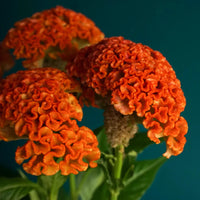 Orange Celosia Flower seeds for Planting Pollinator Friendly Heirloom & GMO Free Seeds for Home Garden 
 
 Sale